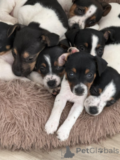 Photo №4. Je vais vendre jack russell terrier en ville de Manchester. annonce privée, éleveur - prix - 900€