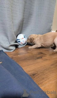 Photo №3. Chiots Golden Retriever, vérifiés par le vétérinaire et prêts à être vaccinés. La Grande-Bretagne