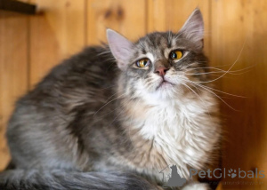 Photo №2 de l'annonce № 150996 de la vente  - acheter à Fédération de Russie annonce privée