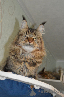 Photo №1. maine coon - à vendre en ville de Aalen | Gratuit | Annonce № 156809