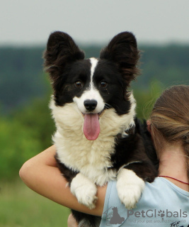 Photo №1. welsh corgi - à vendre en ville de Bremen | 1300€ | Annonce №111563