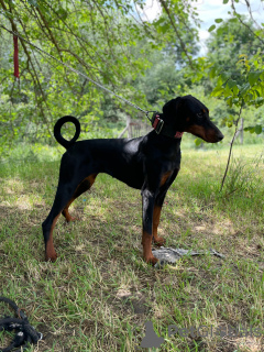 Photo №1. dobermann - à vendre en ville de Belgrade | 3000€ | Annonce №103489