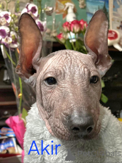 Photo №2 de l'annonce № 165525 de la vente xoloitzcuintle - acheter à Italie de la fourrière