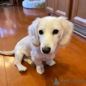 Photo №1. teckel - à vendre en ville de Helsinki | 550€ | Annonce №164547