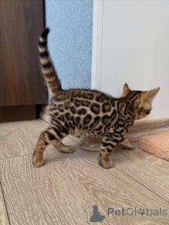 Photo №2 de l'annonce № 171198 de la vente bengal - acheter à Suède éleveur