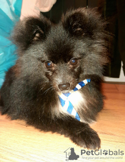 Photo №3. Mâle de Poméranie de couleur rare. Turquie