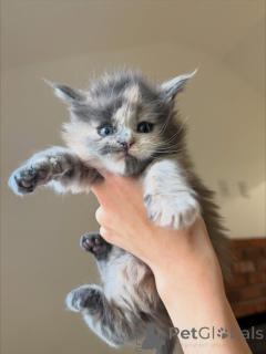 Photo №1. maine coon - à vendre en ville de Ängelholm | négocié | Annonce № 158144