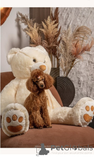 Photo №2 de l'annonce № 168688 de la vente caniche (jouet) - acheter à Serbie éleveur