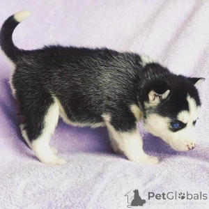 Photo №1. husky de sibérie - à vendre en ville de Riga | négocié | Annonce №176270