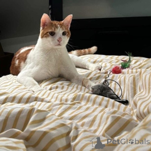 Photo №1. european à poil ras - à vendre en ville de Dijon | 800€ | Annonce № 145314