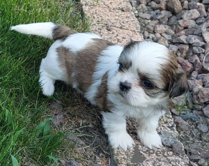 Photos supplémentaires: Beaux chiots Shih Tzu