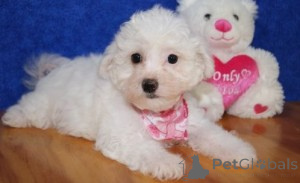 Photo №1. bichon à poil frisé - à vendre en ville de Cádi | négocié | Annonce №169896