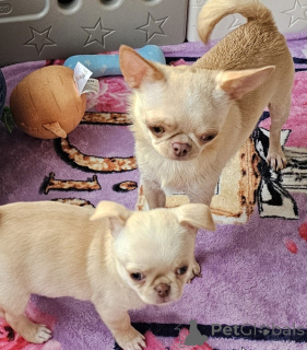 Photo №3. Adorables chiots chihuahua mâles et femelles disponibles !. République Tchèque