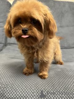 Photo №4. Je vais vendre maltipu en ville de Kiev. annonce privée, de la fourrière, éleveur - prix - 1500€