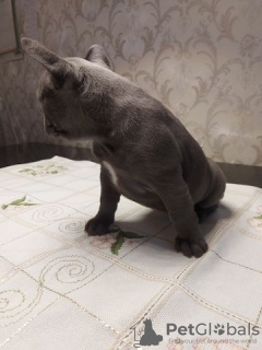 Photo №4. Je vais vendre bouledogue en ville de Würzburg. annonce privée - prix - 500€