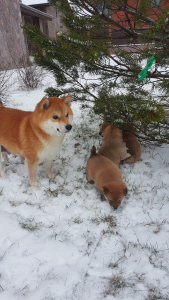 Photo №4. Je vais vendre shiba en ville de Saint-Pétersbourg. éleveur - prix - Négocié