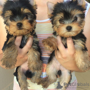 Photo №1. yorkshire terrier - à vendre en ville de Paris | négocié | Annonce №71049