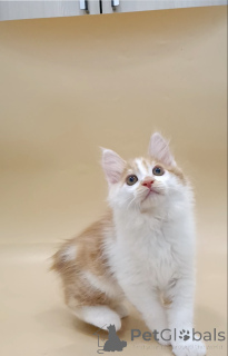 Photo №4. Je vais vendre bobtail des kouriles en ville de Brest. annonce privée, de la fourrière, éleveur - prix - négocié