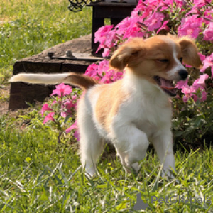 Photo №3. Pappy Adorable Chiot Papillon Femelle. Allemagne