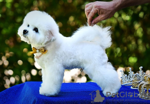 Photos supplémentaires: Chiot Bichon Frise à vendre