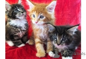 Photo №1. maine coon - à vendre en ville de Helsinki | négocié | Annonce № 174621