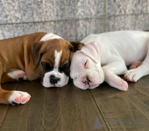 Photo №3. Boxerwelpen zur adoption Verfügbar. Allemagne