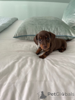 Photo №4. Je vais vendre teckel en ville de Manille. annonce privée - prix - négocié