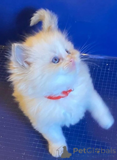 Photo №4. Je vais vendre angora turc en ville de Innsbruck. éleveur - prix - 170€