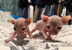 Photo №1. sphynx - à vendre en ville de Marct-bibart | 350€ | Annonce № 177575