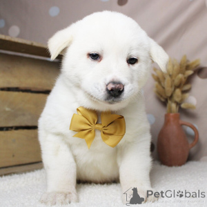 Photo №1. akita (chien) - à vendre en ville de Berlin | négocié | Annonce №162624