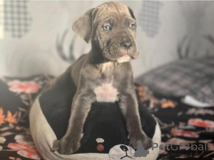 Photo №2 de l'annonce № 159976 de la vente cane corso - acheter à Lituanie annonce privée
