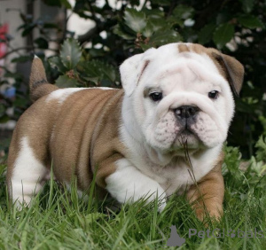 Photo №1. bulldog anglais - à vendre en ville de Aizlingen | 400€ | Annonce №157800