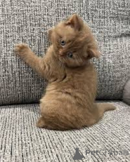 Photo №3. Les chatons Schattige Britse Korthaar ont un nouveau jeudi.. Belgique