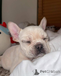 Photo №2 de l'annonce № 161254 de la vente  - acheter à USA 