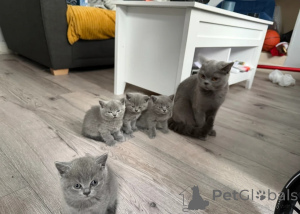Photo №1. british shorthair - à vendre en ville de Sestriere | 400€ | Annonce № 171982