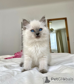 Photo №1. ragdoll - à vendre en ville de Гамбург | 400€ | Annonce № 101802