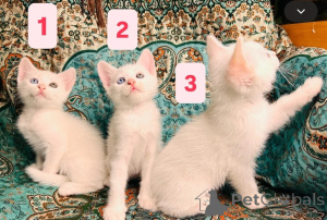 Photo №1. angora turc - à vendre en ville de Jever | 350€ | Annonce № 174547