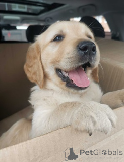 Photo №4. Je vais vendre golden retriever en ville de pontage. annonce privée - prix - 580€
