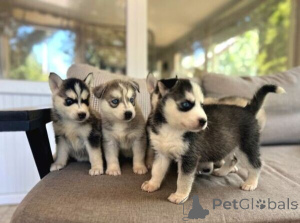 Photo №3. Süße Blauäugige Sibérie Husky-welpen Zu Verkaufen.. Allemagne