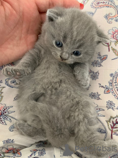 Photos supplémentaires: Chatons Clean Scottish Fold à vendre en Allemagne