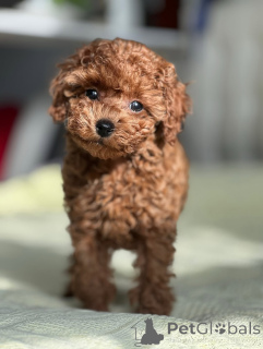 Photo №2 de l'annonce № 164039 de la vente caniche (jouet) - acheter à La finlande annonce privée, de l'abri