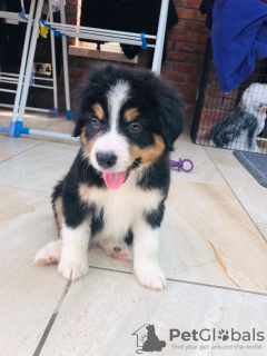 Photo №2 de l'annonce № 63673 de la vente  - acheter à USA 