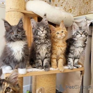 Photo №1. maine coon - à vendre en ville de Bad Wildungen | 350€ | Annonce № 170874