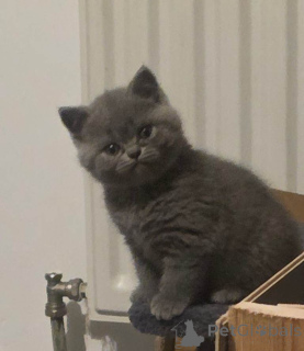 Photo №2 de l'annonce № 167813 de la vente british shorthair - acheter à Belgique de la fourrière