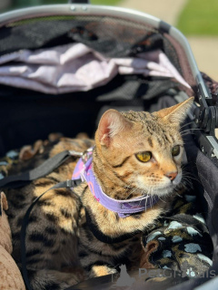 Photo №1. bengal - à vendre en ville de Pur | 750€ | Annonce № 152715