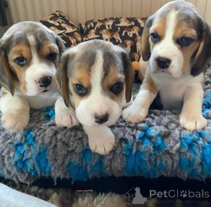 Photo №3. 2 mini beagle jouets incroyables, (34602088716) un macho et un hembra. están. Allemagne