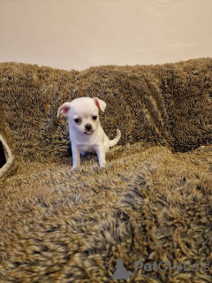 Photo №3. Wunderschöne Chihuahua-welpen. Allemagne