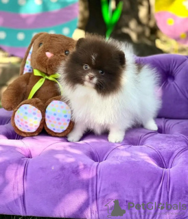 Photo №3. Pomérane formé des toilettes. Estonie