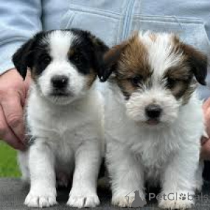 Photo №3. De précieux chiens Jack Russell Terrier en vente. Espagne