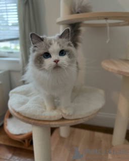 Photo №1. ragdoll - à vendre en ville de Collège | négocié | Annonce № 156952